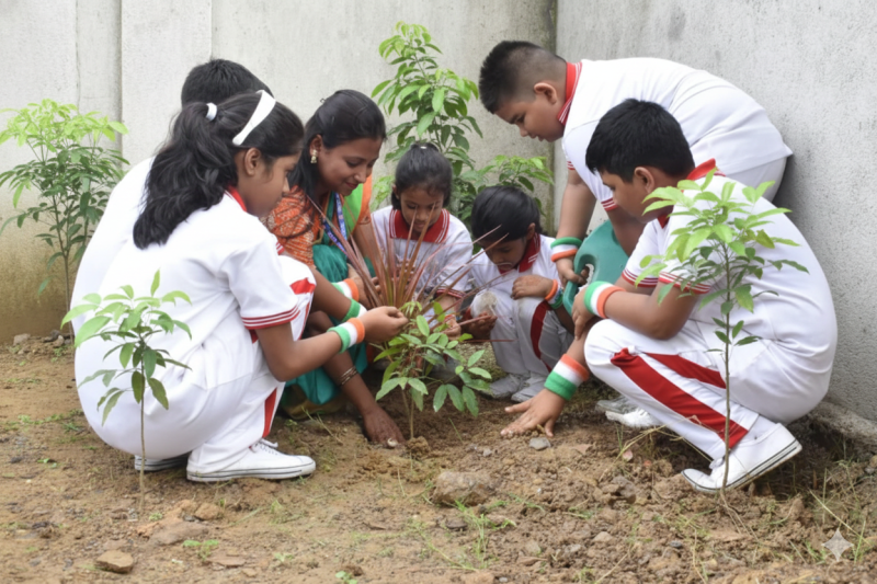 Tree Plantation